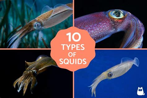 + 10 Fascinating Types of Squid with Names and .